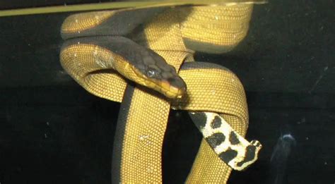 Yellow-Bellied Sea Snake | The Animal Facts | Appearance, Diet, Habitat