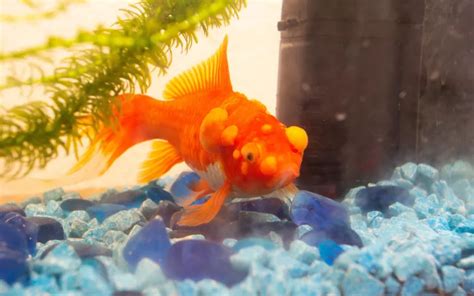 Pop-Eye in Aquarium Fish: Causes, Symptoms, and Prevention - AquariumNexus