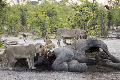 Lions feeding on a dead elephant carcass - Stock Image - F033/0708 - Science Photo Library