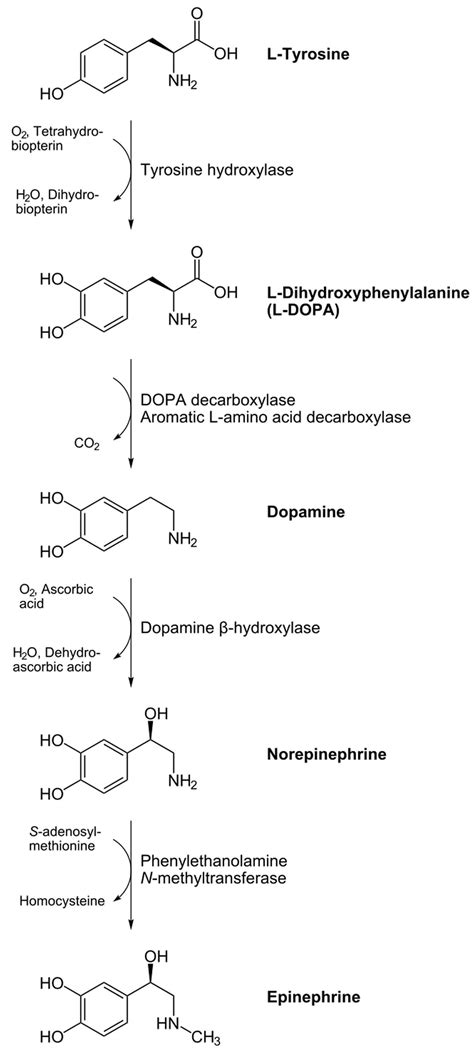 Epinephrine function, epinephrine uses, dosage & epinephrine side effects