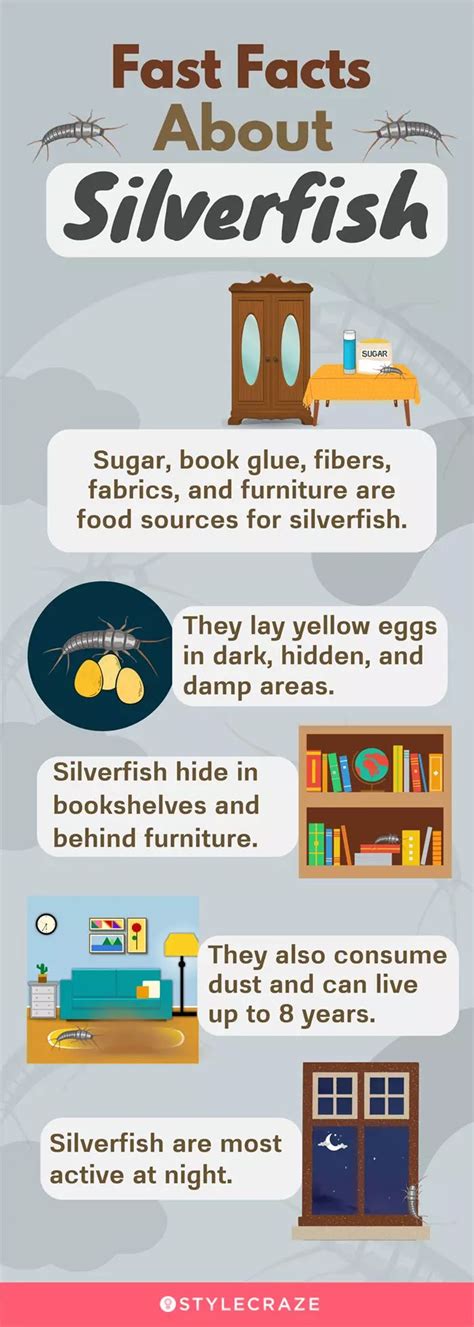 10 Natural Ways to Get Rid of Silverfish Infestation