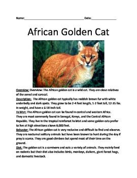 African Golden Cat - Review Article Facts Information Review Questions vocab