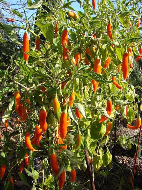 Aji Amarillo Seeds - Etsy