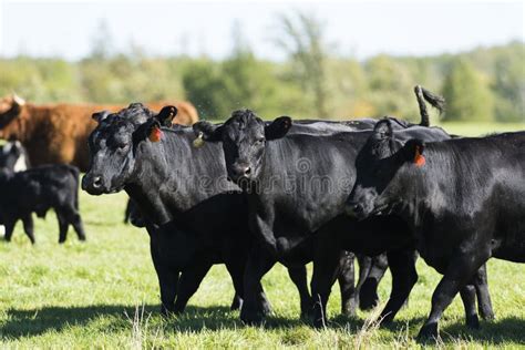 Black Angus Cows stock photo. Image of angus, cattle - 83167132