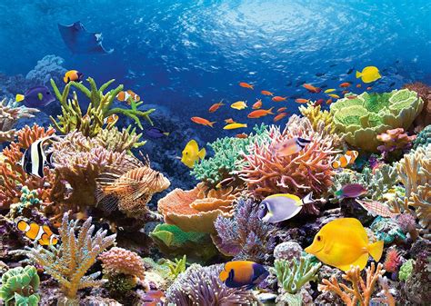 arrecifes idea | Coral reef photography, Ocean art, Beautiful sea creatures