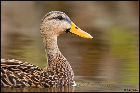 Mottled Duck Page