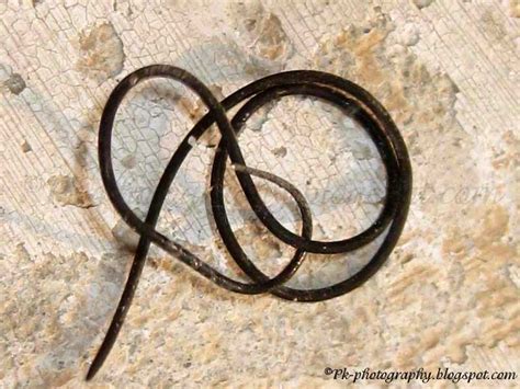 Horsehair Worms | Nature, Cultural, and Travel Photography Blog