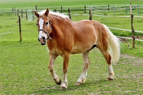 A Guide to the Haflinger Horse Breed with 6 Fun Facts