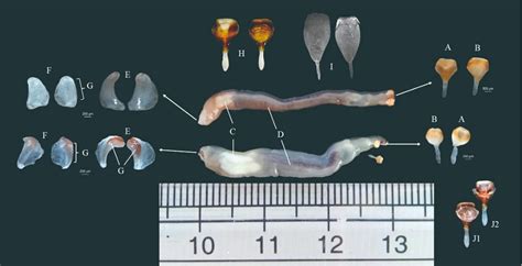 Shipworm Anatomy