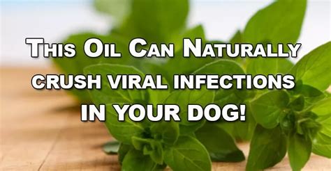 Oil of Oregano – Mother Nature’s Antibiotic in 2020 | Coconut oil for ...