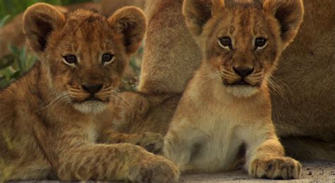 Cute Lion Cubs Desktop Wallpaper