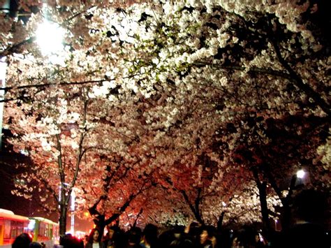 Cherry blossoms in Seoul: See them before their gone at Yeouido and Samcheongdong ~ Gone Seoul ...