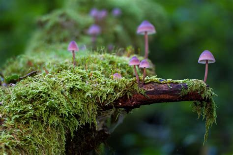 Underground fungal relationships key to thriving plants