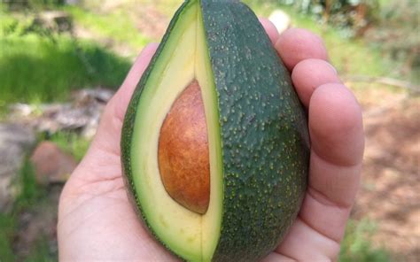 The Fuerte avocado tree: a profile - Greg Alder's Yard Posts: Southern California food gardening