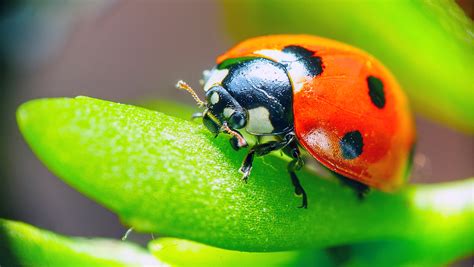 Insects and Animals Who Provide Natural Pest Control | Bug Busters