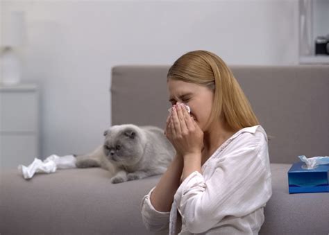 Cat Allergy Medicine: Symptoms and Treatment Options | Doobert