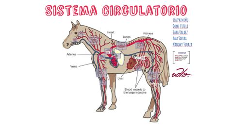 Sistema Circulatorio del Equino by caro valdez on Prezi