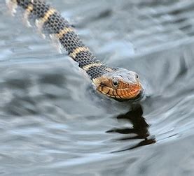 Banded Water Snake - Snake Facts