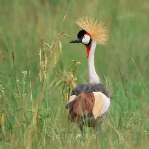 Grey Crowned Crane - Facts, Diet, Habitat & Pictures on Animalia.bio