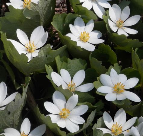 Sanguinaria canadensis BLOOD ROOT - SeedScape