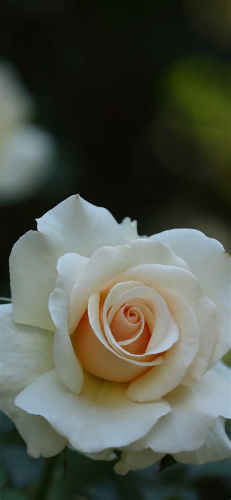 Wallpaper White rose, petals, hazy background 3840x2160 UHD 4K Picture, Image