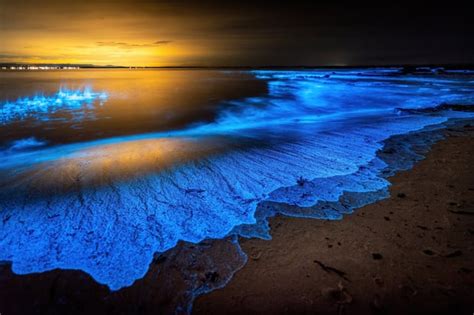 Bioluminescent Algae. Some types of algae, when disturbed by movement in the water, emit a ...