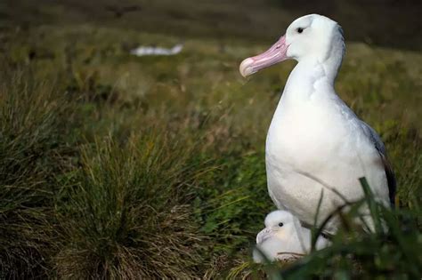 First confirmed case of adult Tristan Albatross being predated by mice - BirdGuides