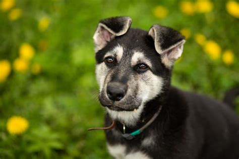 East European Shepherd Dog: Breed Information And Advice