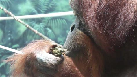 orangutan loves to eat his own poo - YouTube