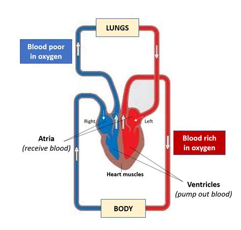 Heart function