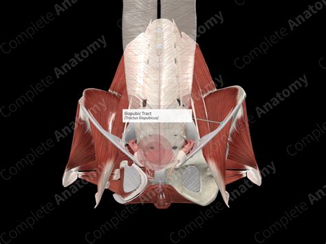 Iliopubic Tract | Complete Anatomy