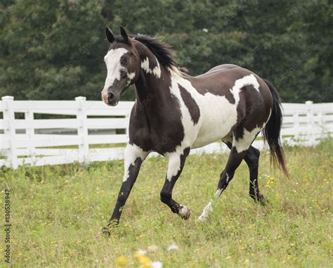 american paint quarter horse stallion Stock Photo | Adobe Stock