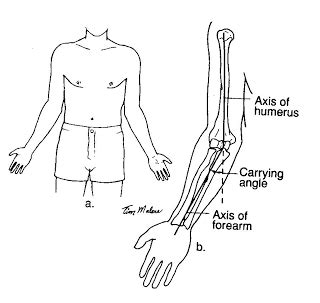 Carrying angle of the elbow... - Human Anatomy and Embryology