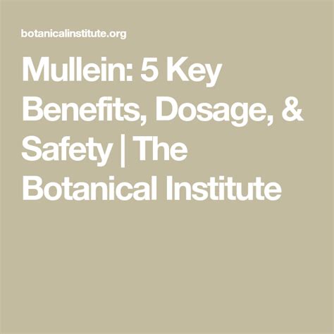 Mullein: 5 Key Benefits, Dosage, & Safety | The Botanical Institute ...