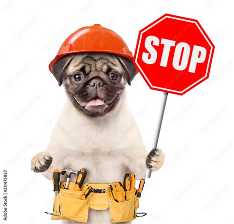 Funny puppy in hard hat with tool belt showing stop sign. Isolated on ...