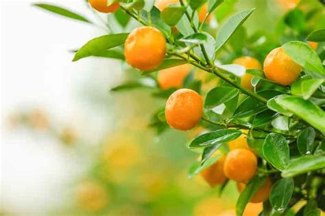 The Tangerine Tree - Minneopa Orchards