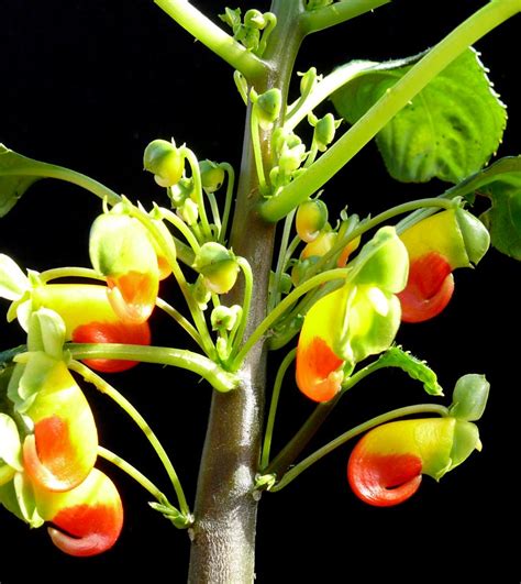 Impatiens niamniamensis - Parrot Plant - Cactus Jungle