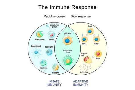 What are Cytokines, and what role do they play in health and disease | HHC