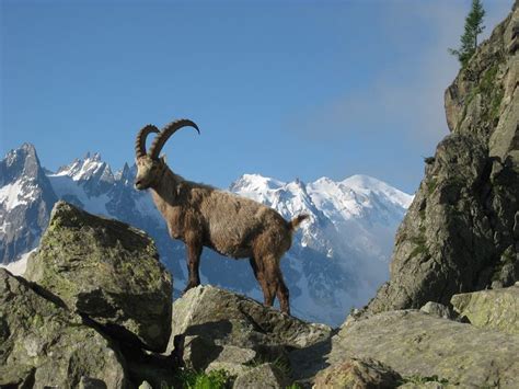 Chamonix - Mont Blanc #VoyagesPassionTerre | Mont blanc, Chèvre de ...