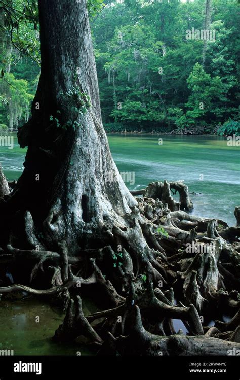 Spring Creek, Spring Creek Park, Florida Stock Photo - Alamy