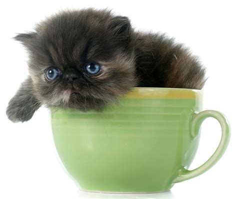 Teacup Cats And Miniature Cats - A Complete Guide