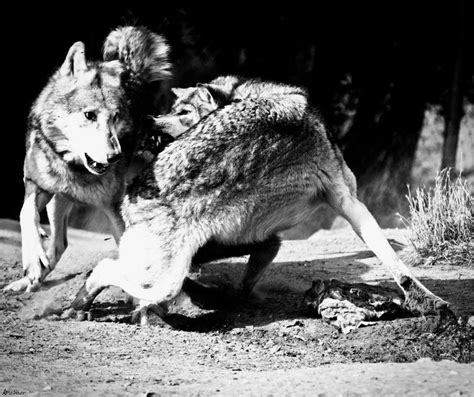 Feeding the wolves by BlackIce-Wolf on DeviantArt