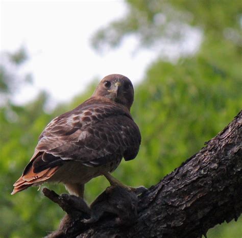 Magnificent Red-tailed Hawk with Prey - Hawks Photo (21959744) - Fanpop