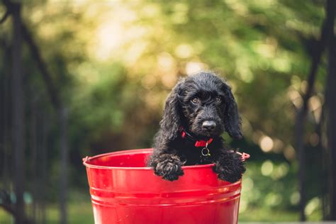 Free Images : puppy, animal, pet, bucket, spaniel, vertebrate ...