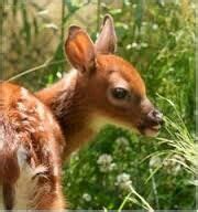 White Tail Deer of Maine | Wildlife park, Wildlife, Maine