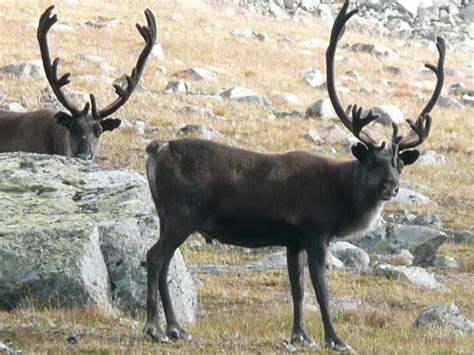 reindeer in Sarek National Park, Sweden | animal life in Swe… | Flickr