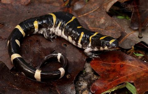 Ringed Salamander – A Naturalist's Journey