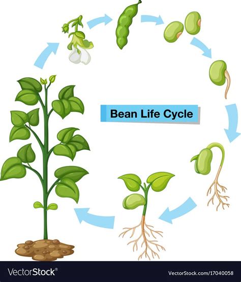 Diagram showing bean life cycle illustration. Download a Free Preview or High Quality Adobe ...