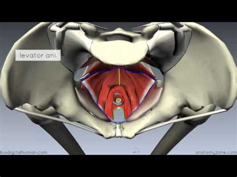 Pelvic Diaphragm, Levator Ani, 3d Anatomy, Craniosacral Therapy, Weekly Workout Plans, Lose 15 ...