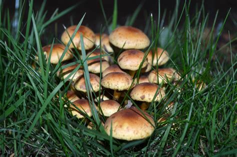 Small Mushrooms Free Stock Photo - Public Domain Pictures